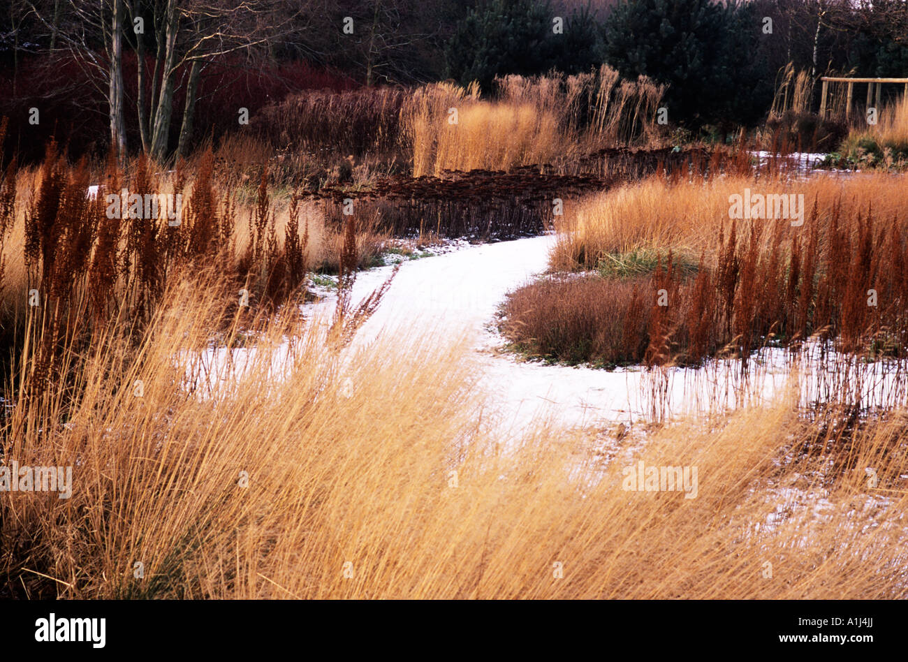 Pensthorpe Millennium giardino ,Norfolk ,Inverno erbe, teste di seme e neve, design Piet Oudolf Foto Stock