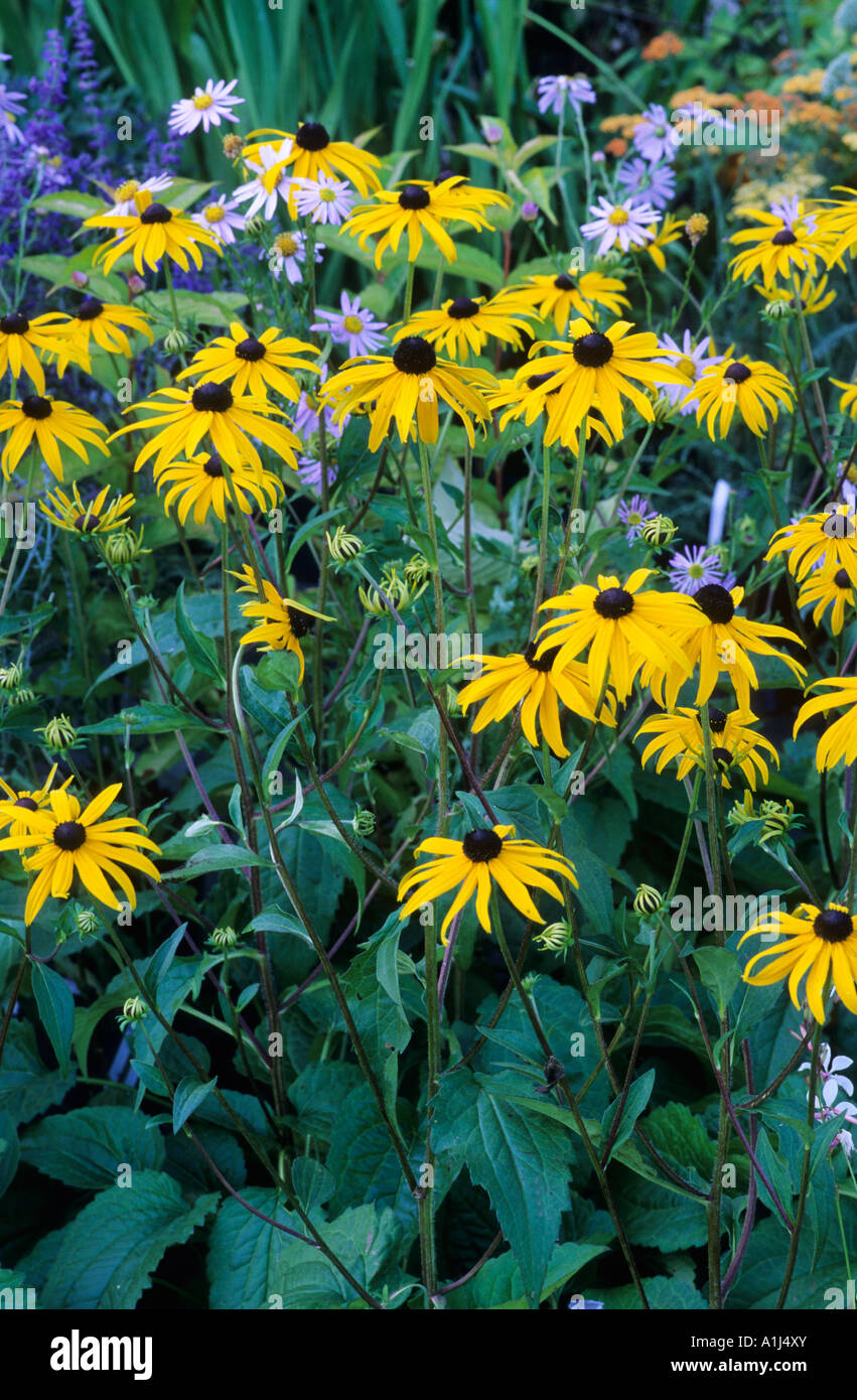 "Rudbeckia Goldsturm', giardino, giallo blu combinazione, border, piante, fiori rudbeckias Foto Stock