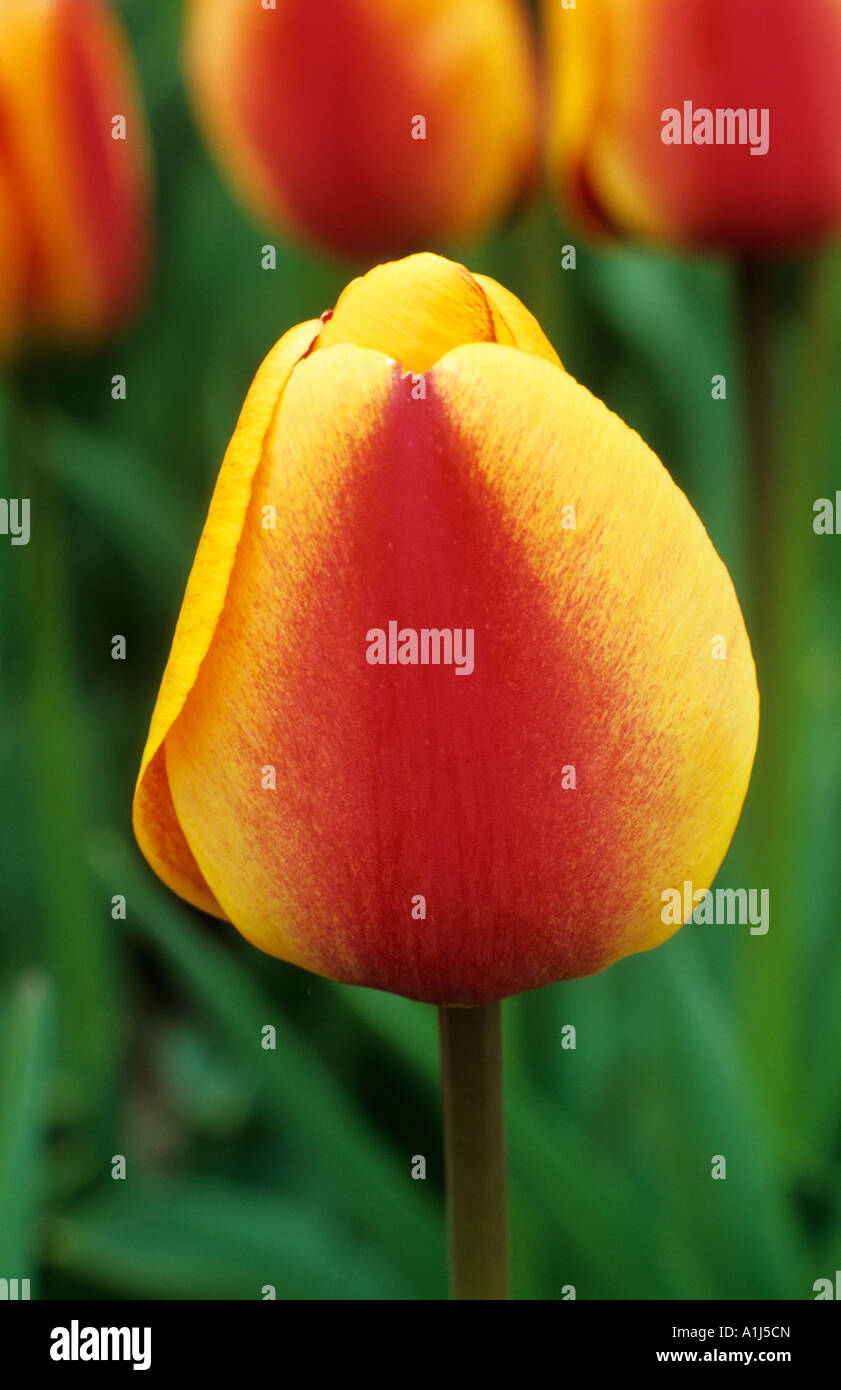 Tulipa Apeldoorn Elite div 4 close up Foto Stock