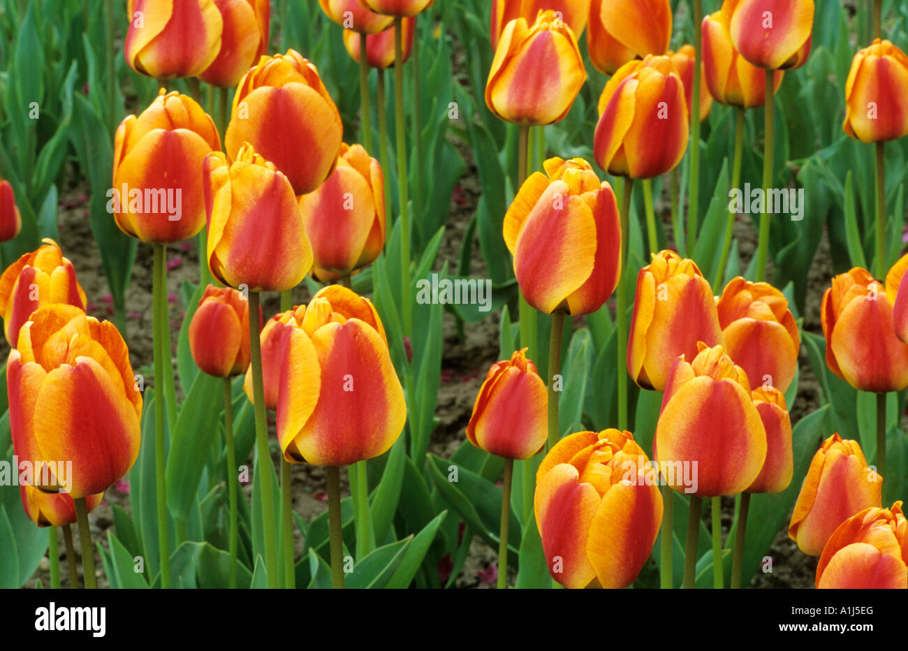 Tulipa Apeldoorn Elite div4 Foto Stock