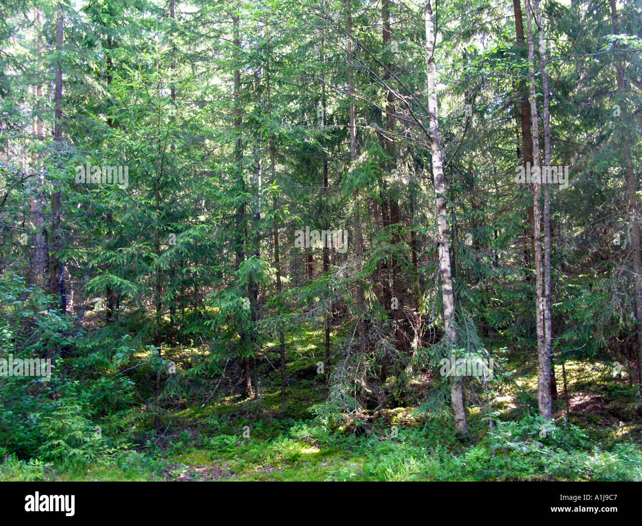 La Svezia estate 2003 nel profondo della foresta Foto Stock