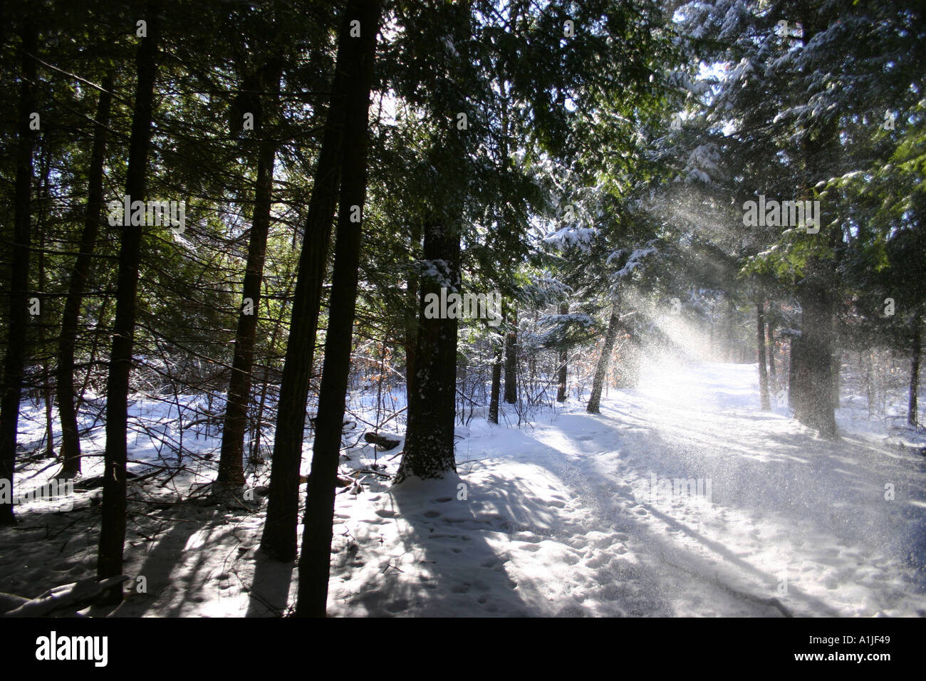 Della luce del sole che splende su sentiero innevato nei boschi Foto Stock