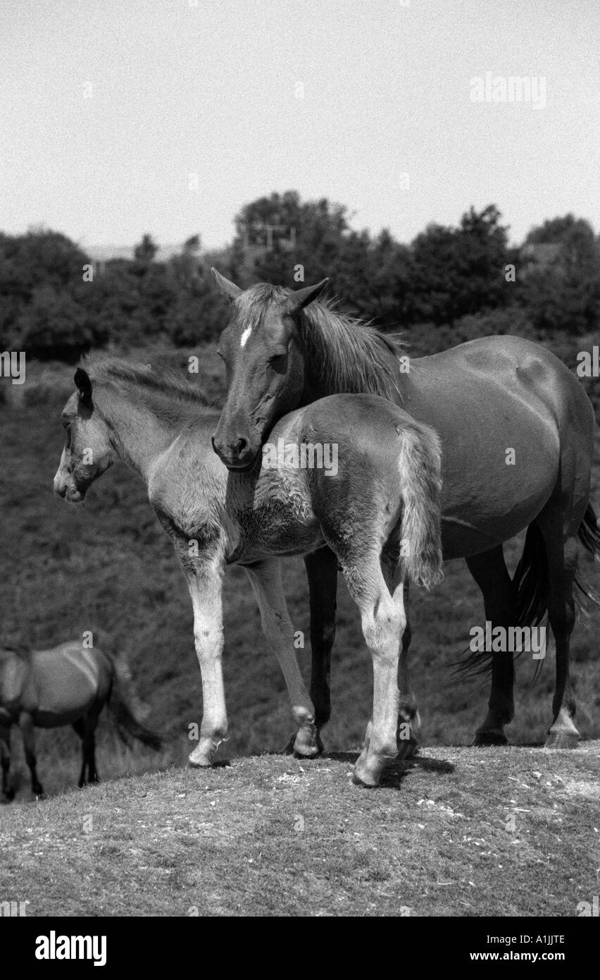 New Forest pony Hampshire Inghilterra Foto Stock