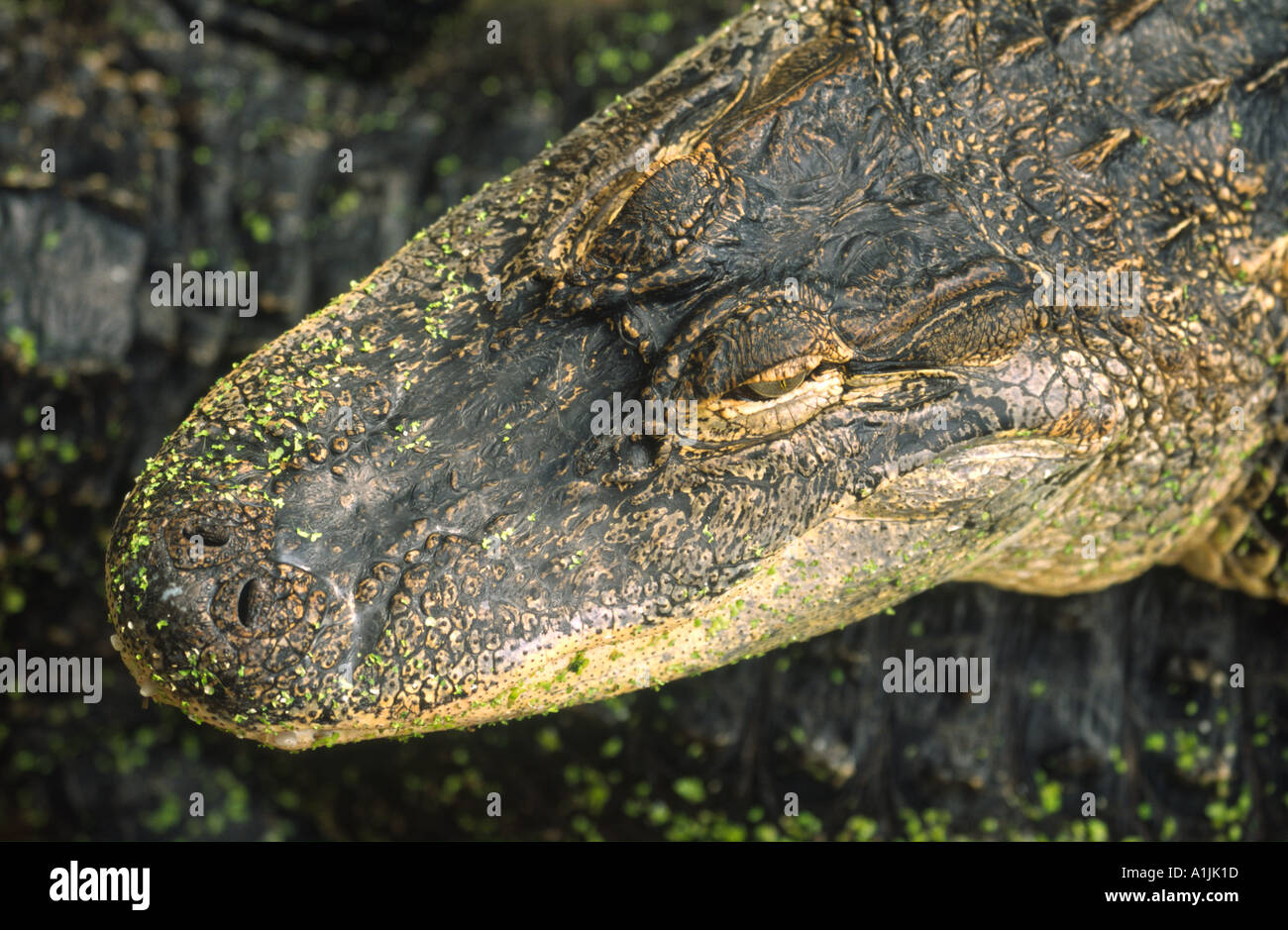 Testa dell' American Alligatore' 'Alligator mississippiensis' Foto Stock