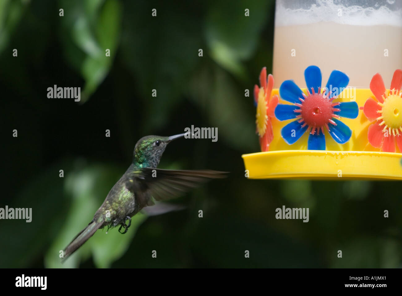 Hummingbird alimentatore di avvicinamento Foto Stock