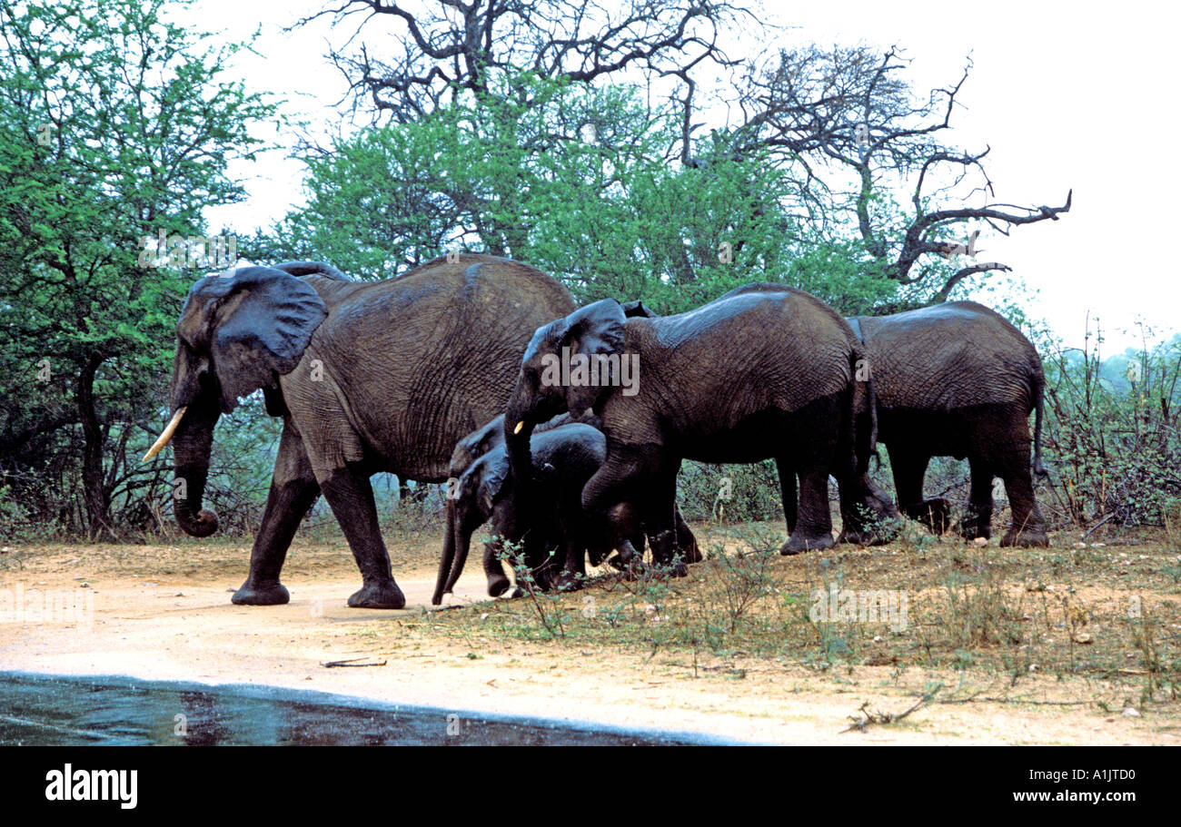 Parco Nazionale Kruger SUD AFRICA Ottobre Matriach e famiglia di elefanti Loxodante africana cercando molto umido dopo una doccia Foto Stock