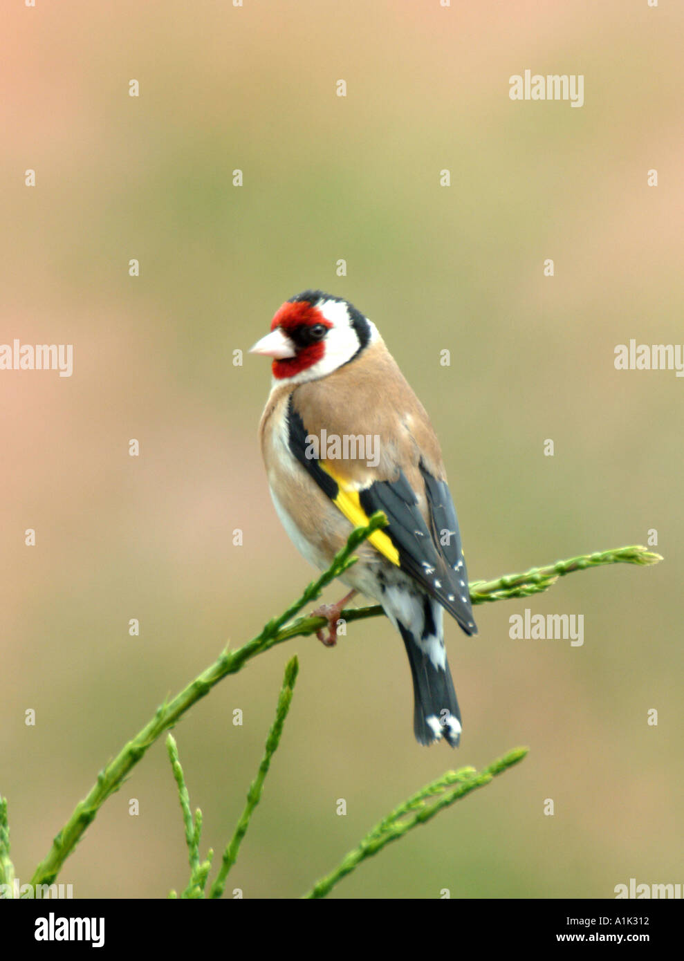 Cardellino maschio a cantare in abete in un giardino di Cheshire Alsager England Regno Unito Regno Unito Foto Stock