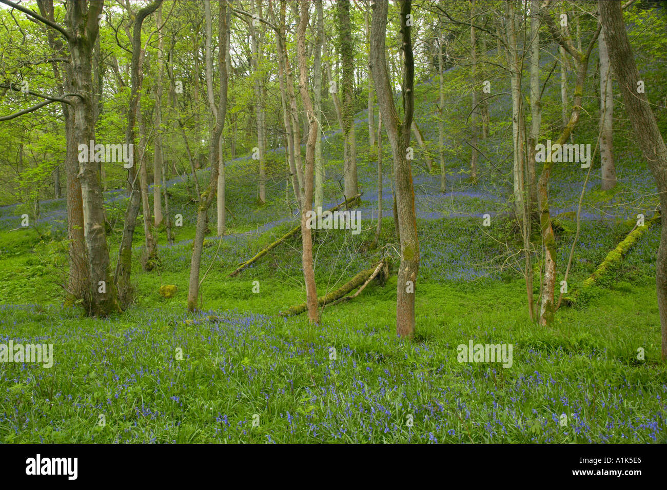 Bluebells a Brock la riserva naturale Valle vicino al fiume Wyre Foto Stock