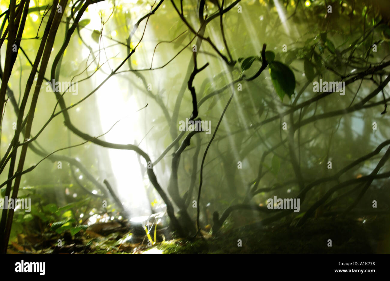 Misty jungle con la luce del sole splende in mezzo ai rami della pianta Foto Stock