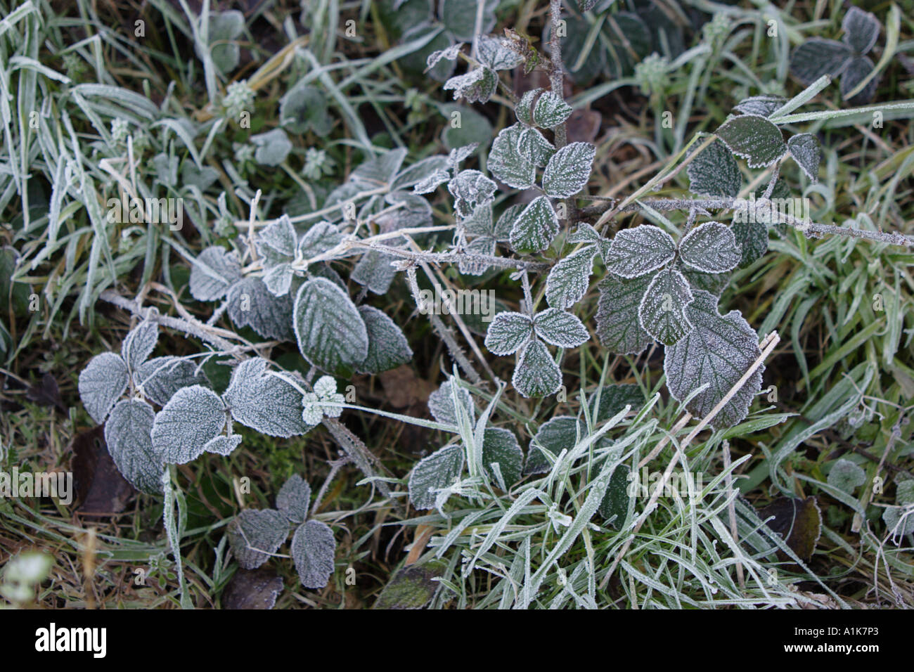 Frost coperto di foglie e di erba durante il periodo invernale Foto Stock