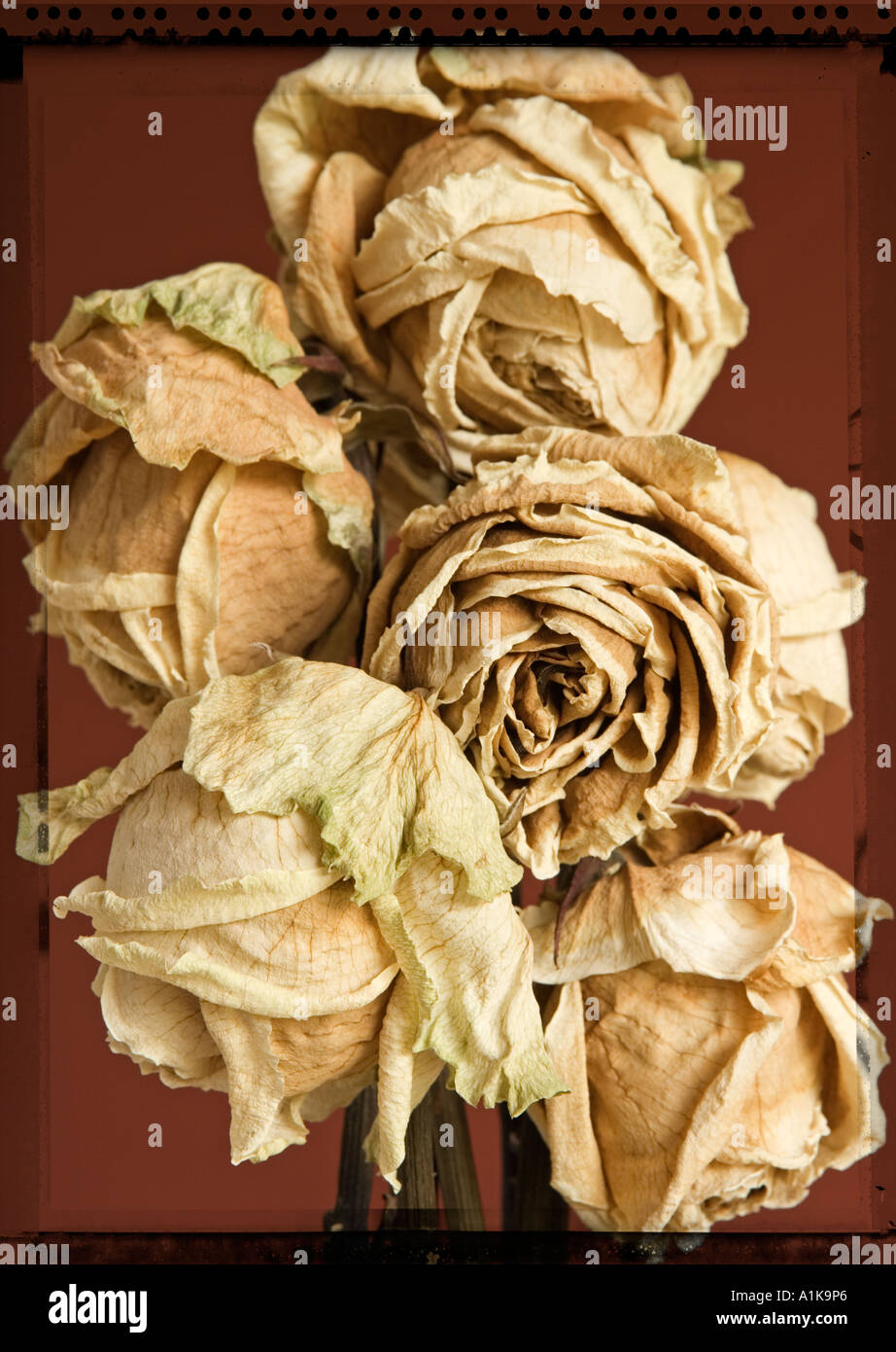 Rose secche Foto Stock