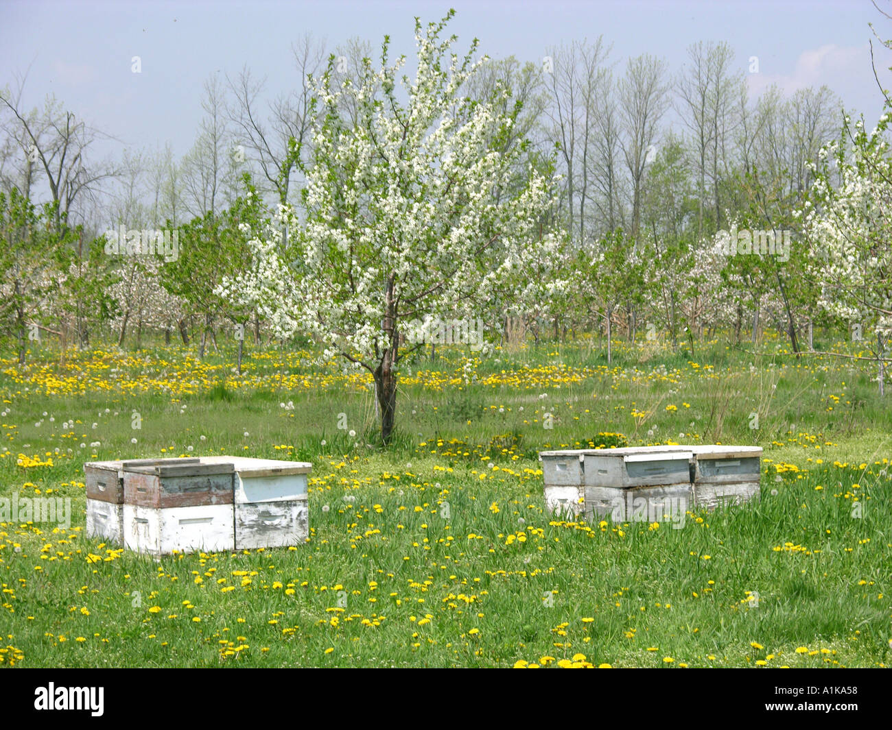 Alveari per impollinazione sono situati nel Michigan meleto con fiori in piena fioritura Foto Stock