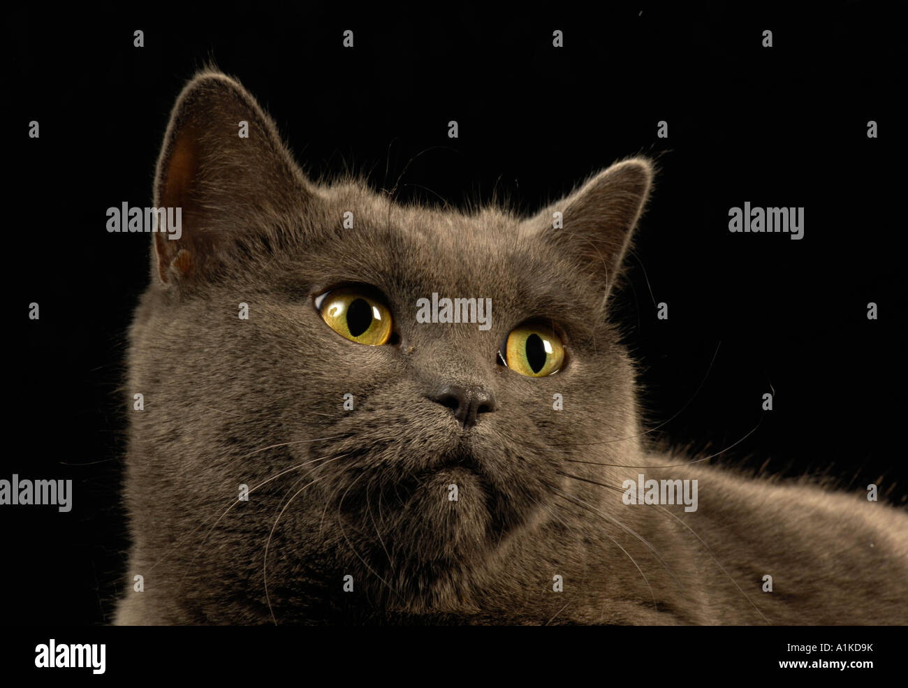 British Shorthair Cat ritratto Foto Stock