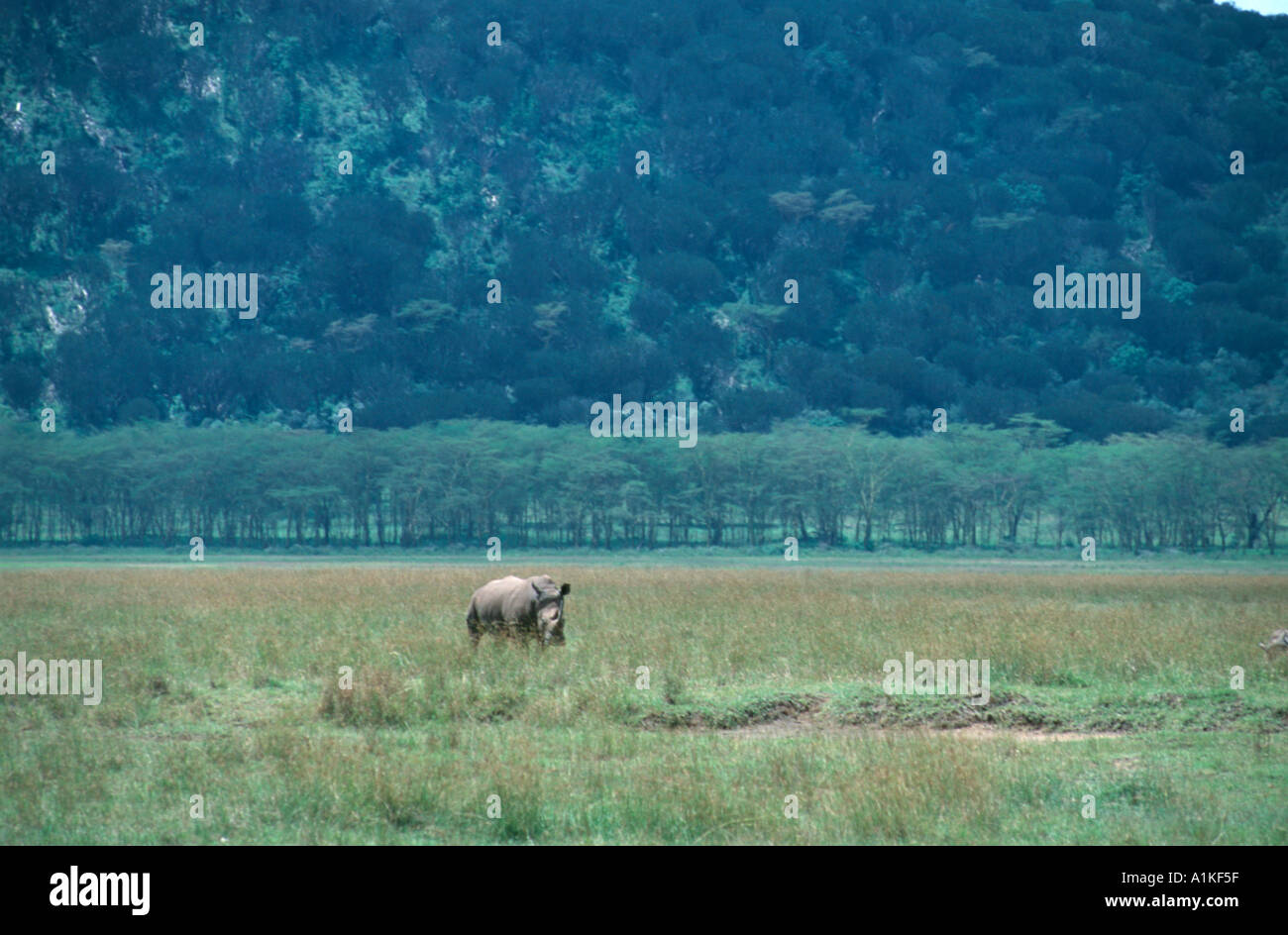 Rhinocerous selvatici in Africa Foto Stock