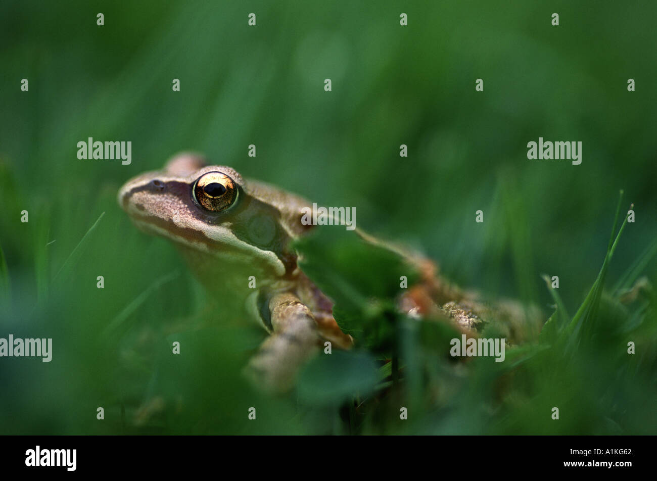 Una rana commonn siede ben nascosta nella lussureggiante erba spessa se esso s colore beige offre molto poveri camouflage Foto Stock