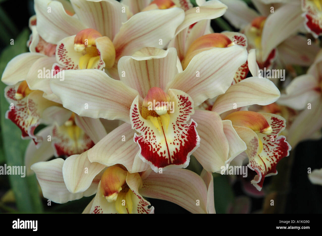 Cymbidium Bolton Grange fiori di orchidea Foto Stock
