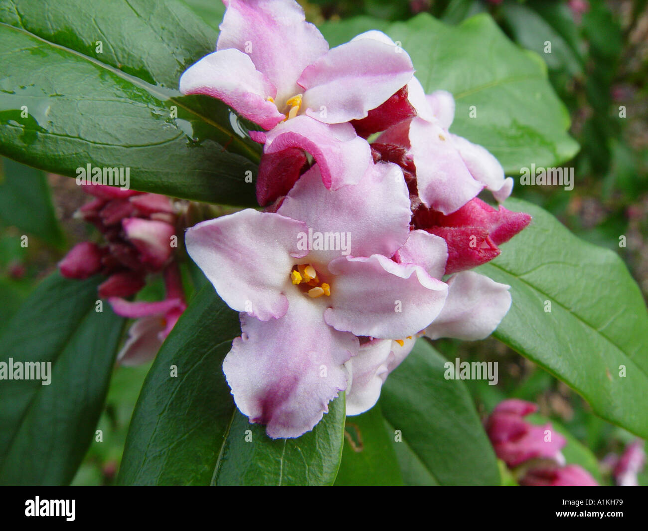 Daphne bholua Peter Smithers profumato sempreverdi a fioritura invernale di arbusti profumati fiori in inverno primavera Foto Stock