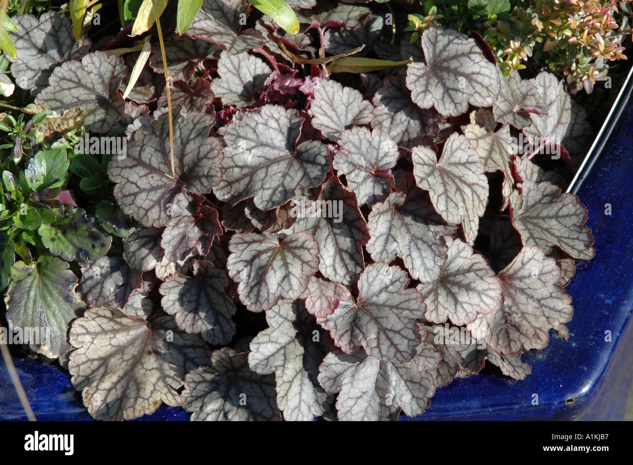 Argento Heuchera scorrere ardito perenne mostra fogliame in inverno Foto Stock
