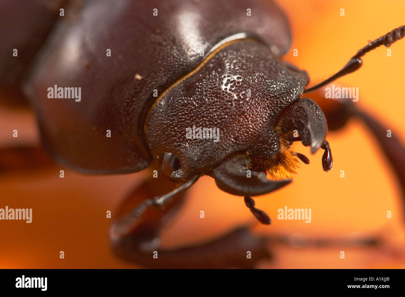 Una chiusura di un stag beetle concentrandosi sulle mandibole. Foto Stock
