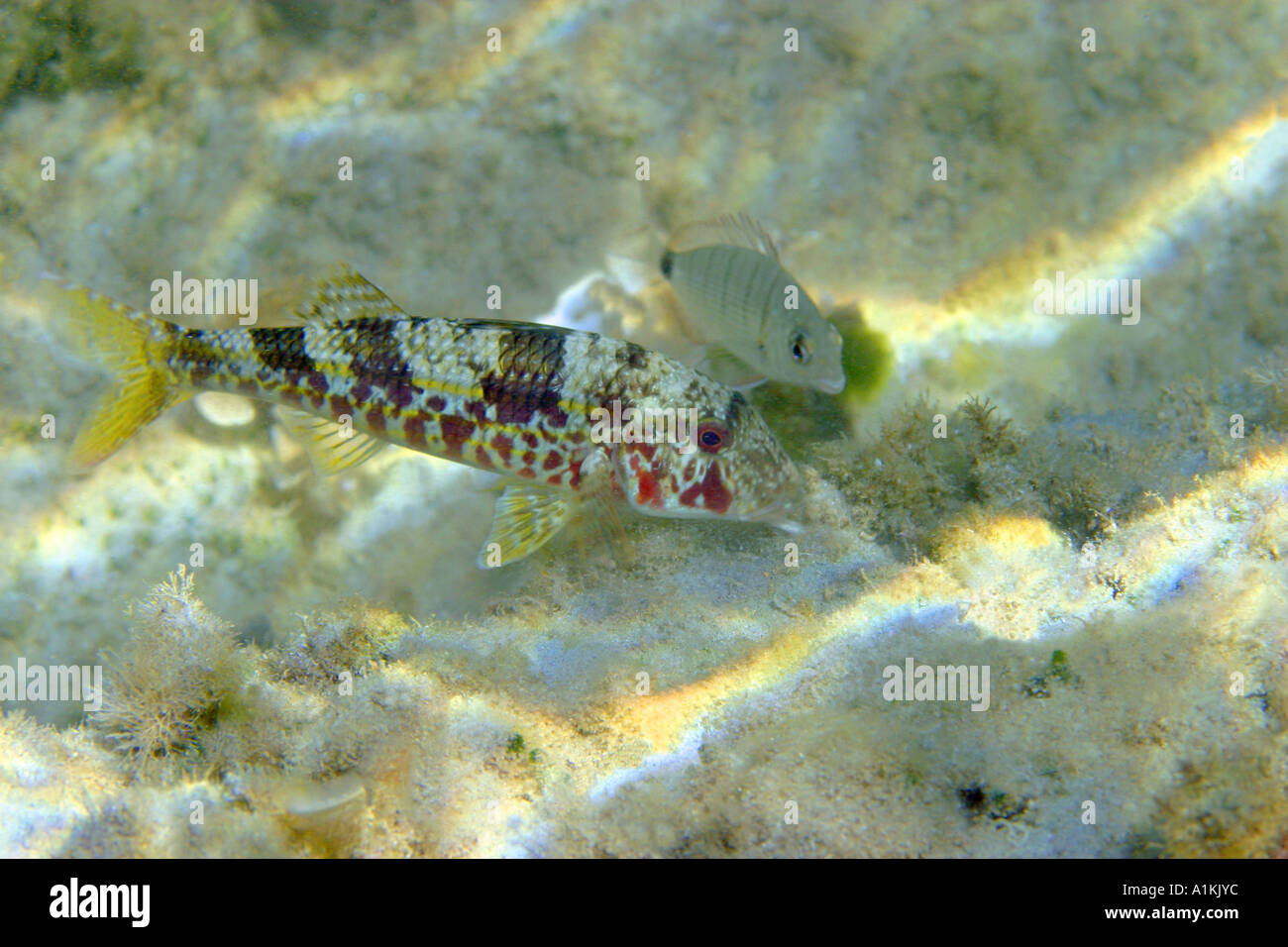 Triglia di scoglio, Mullus surmuletus, è alla ricerca di cibo in mare di erba e anulare di orata,diplodus annularis,è il seguente. Foto Stock