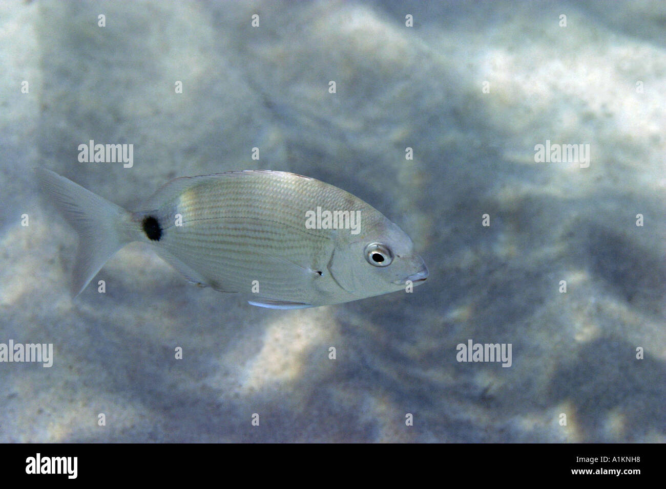 Orata anulare,diplodus annularis, Halkidiki,Grecia,Aegean,Mediterraneo Foto Stock