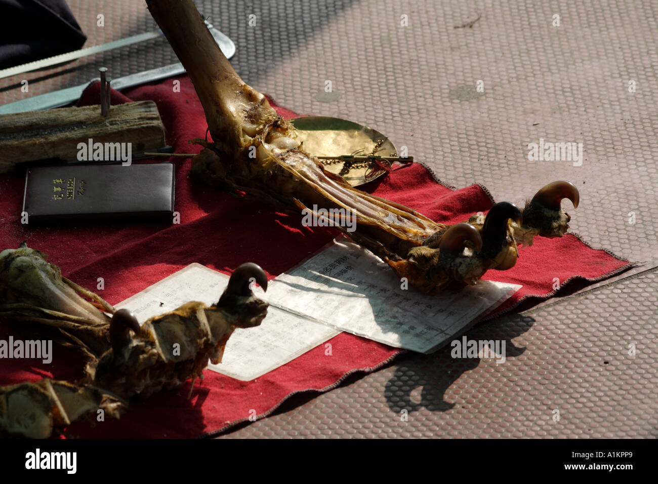 Tenere il piede per la vendita nel mercato Qingping, Guangzhou, Cina Foto Stock