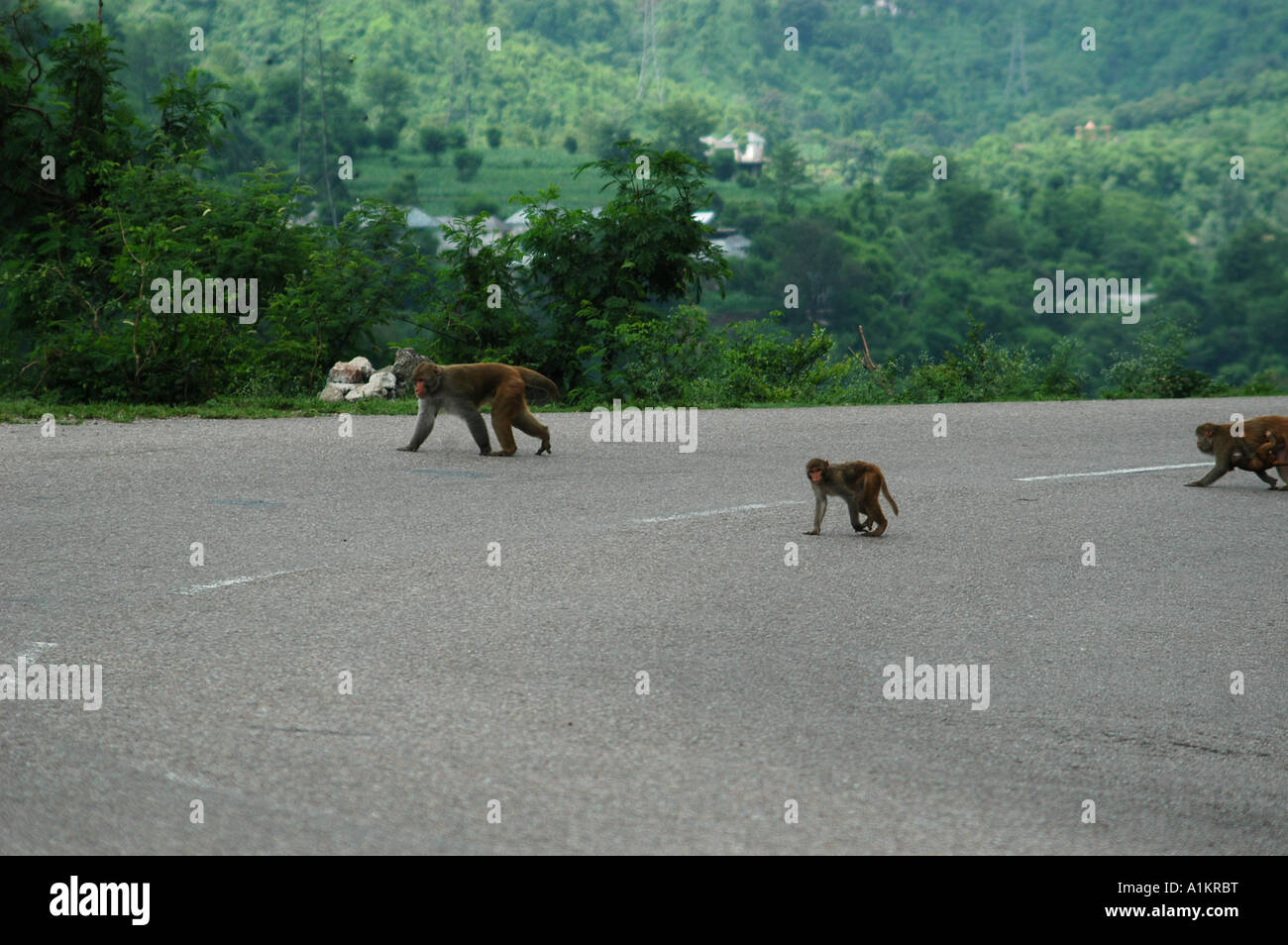 India Mandi distretto di Kullu Himachal Pradesh India del Nord macaca mulatta scimmie attraversando la strada Foto Stock