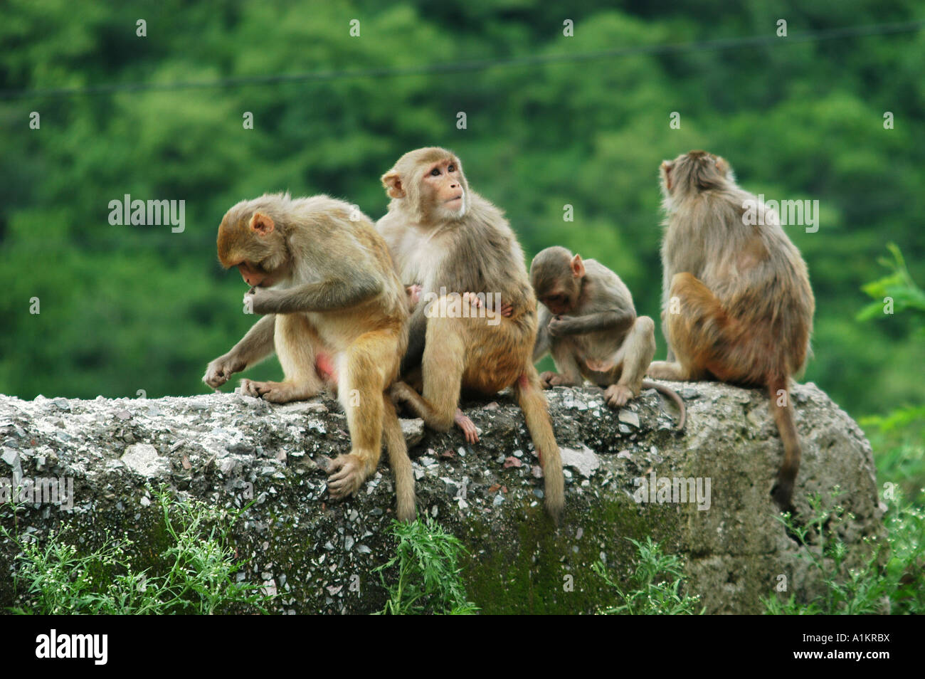 India Mandi distretto di Kullu Himachal Pradesh India del Nord macaca mulatta scimmie Foto Stock