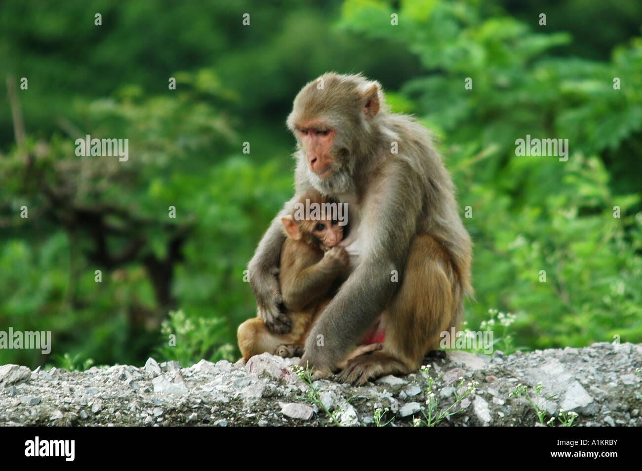 India Mandi distretto di Kullu Himachal Pradesh India del Nord macaca mulatta scimmie madre allattava il giovane Foto Stock