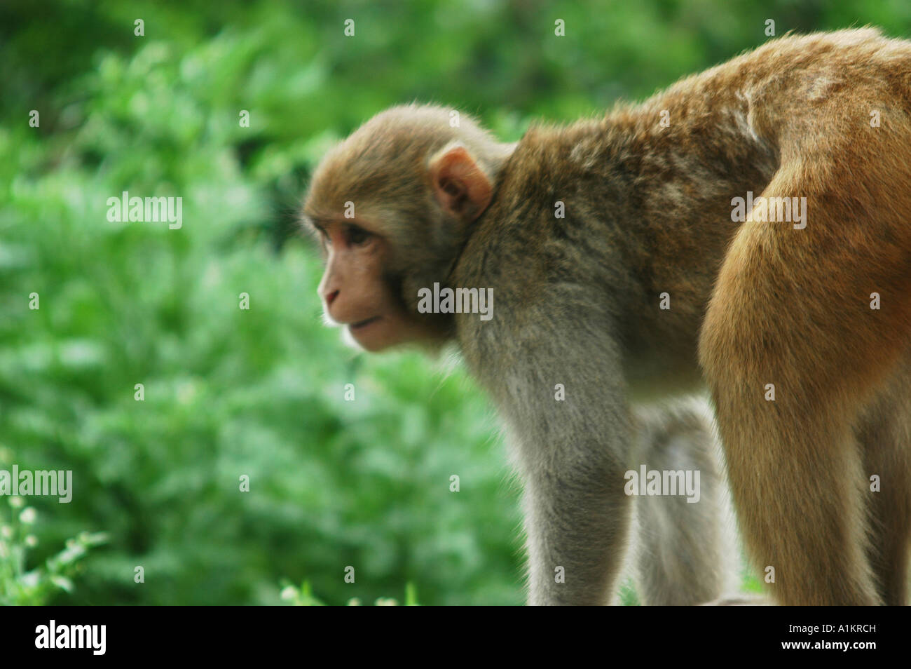 India Mandi distretto di Kullu Himachal Pradesh India del Nord macaca mulatta scimmie Foto Stock