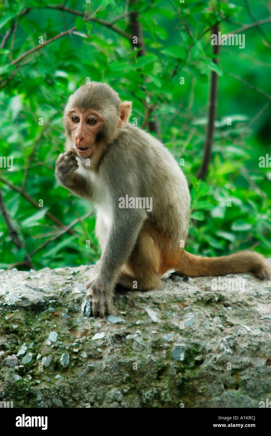 India Mandi distretto di Kullu Himachal Pradesh India del Nord giovani macaca mulatta Monkey Foto Stock