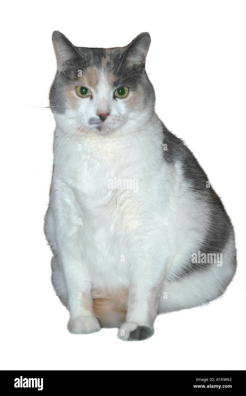 Obesi Calico gatto di casa Foto Stock