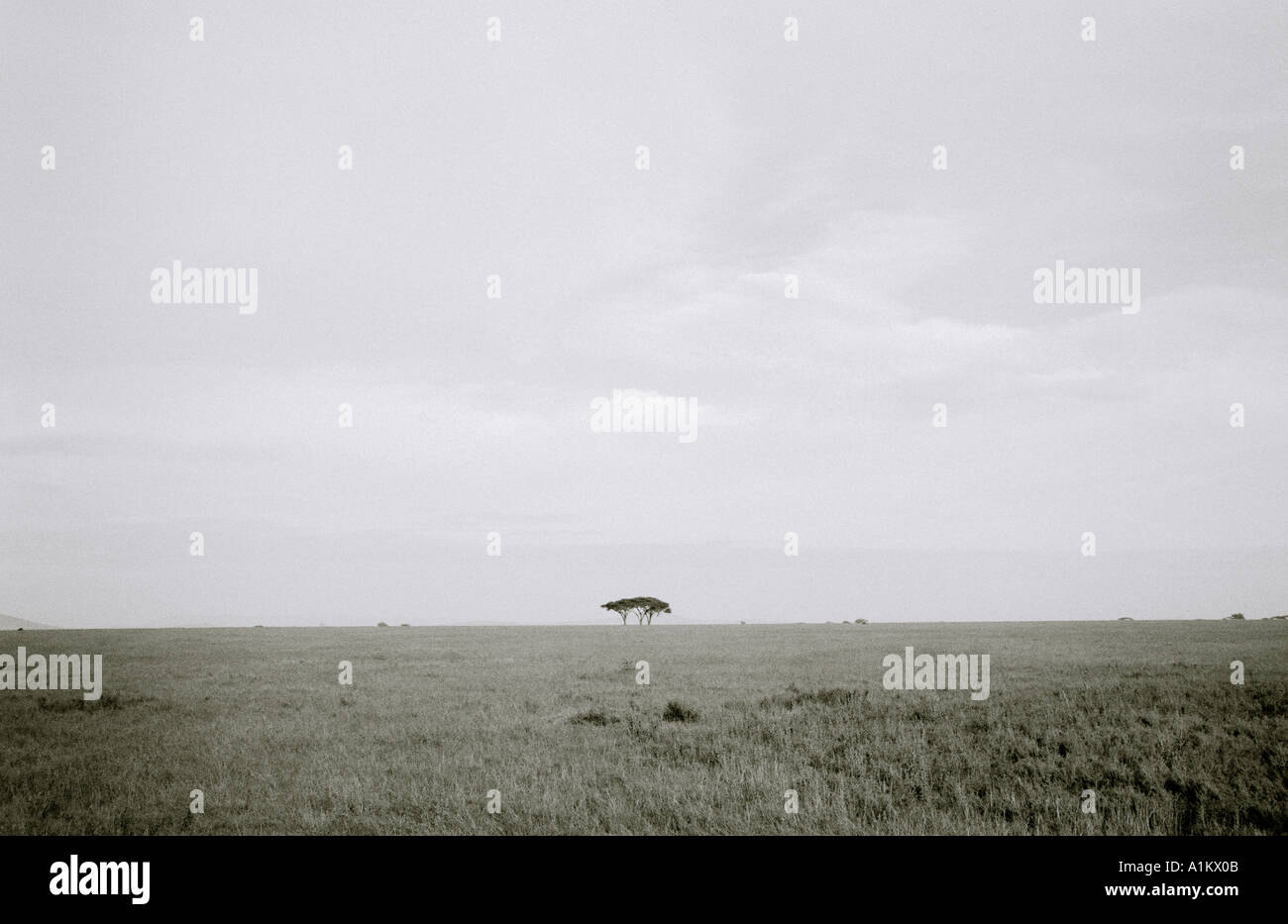 Paesaggi del mondo. Acacia nel Parco Nazionale del Serengeti paesaggio in Tanzania in Africa. Evasione intrepida avventura natura viaggi safari Foto Stock