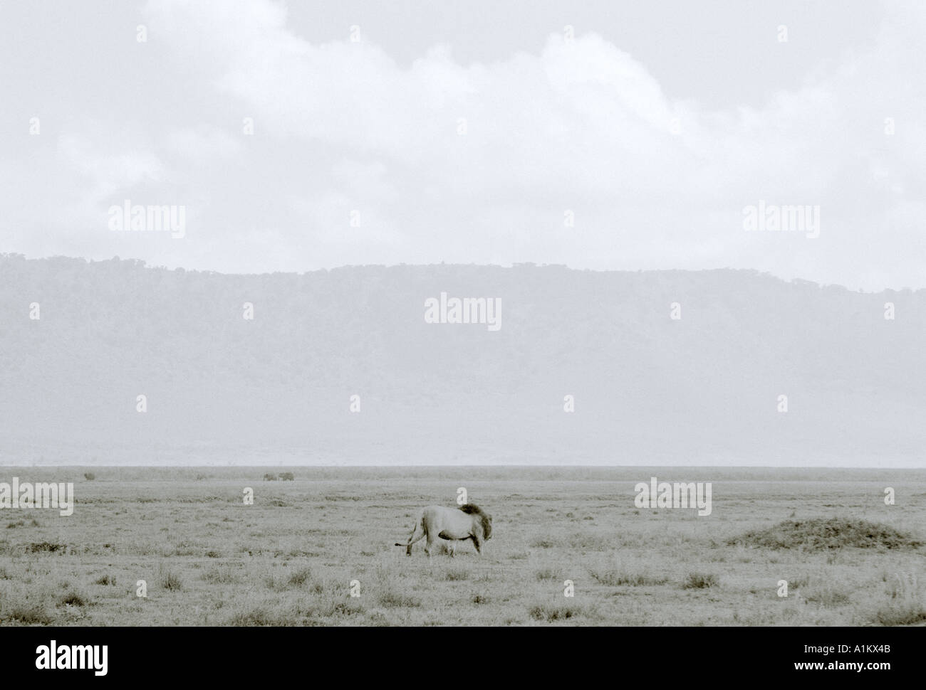 In World Traveller. Lion selvatici nel cratere di Ngorongoro in Tanzania in Africa subsahariana. Intrepida avventura Viaggi Natura Foto Stock