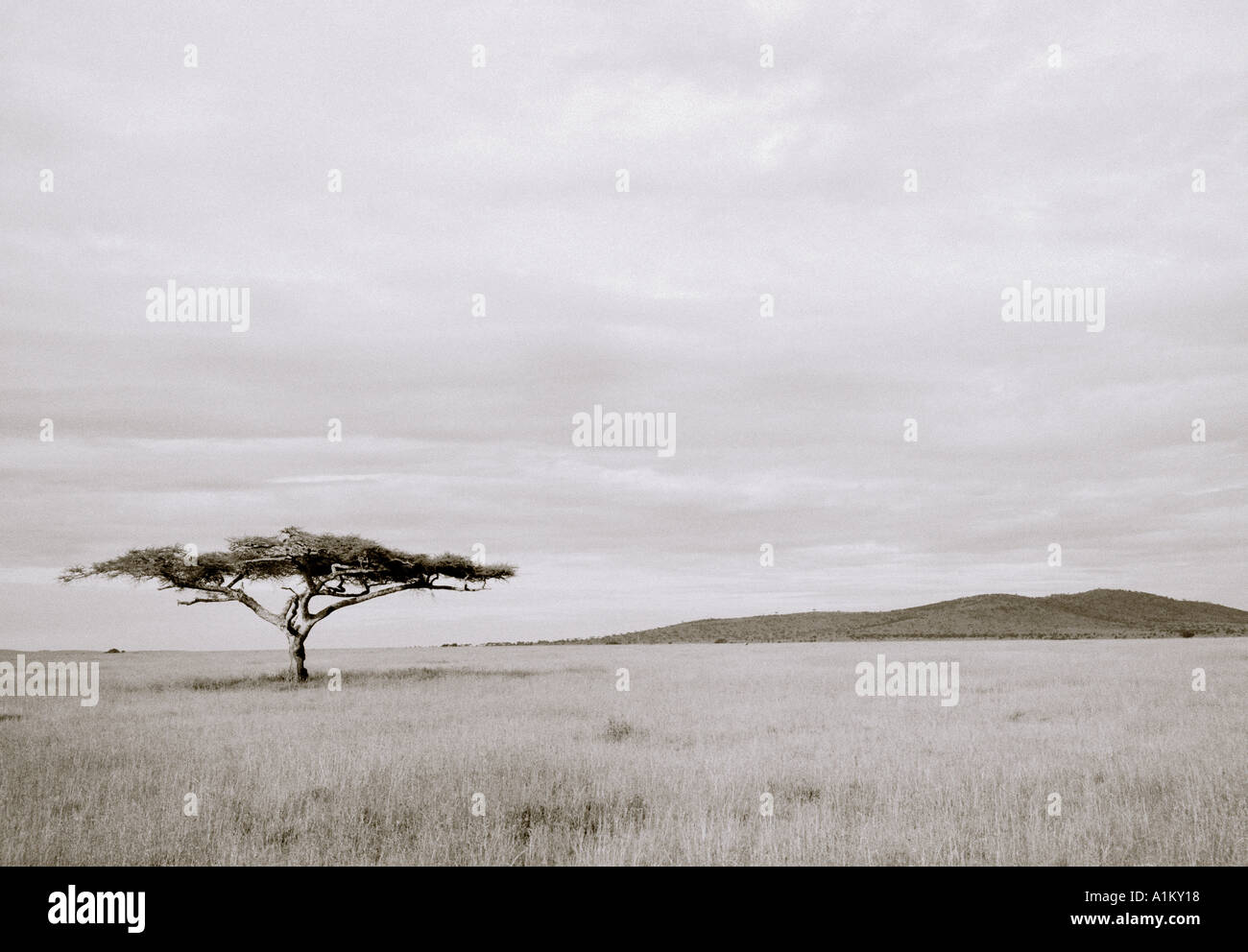 Paesaggi del mondo. Avventura Safari viaggiare nel bellissimo Parco Nazionale del Serengeti paesaggio in Tanzania in Africa. Evasione Intrepid Viaggi Natura Foto Stock