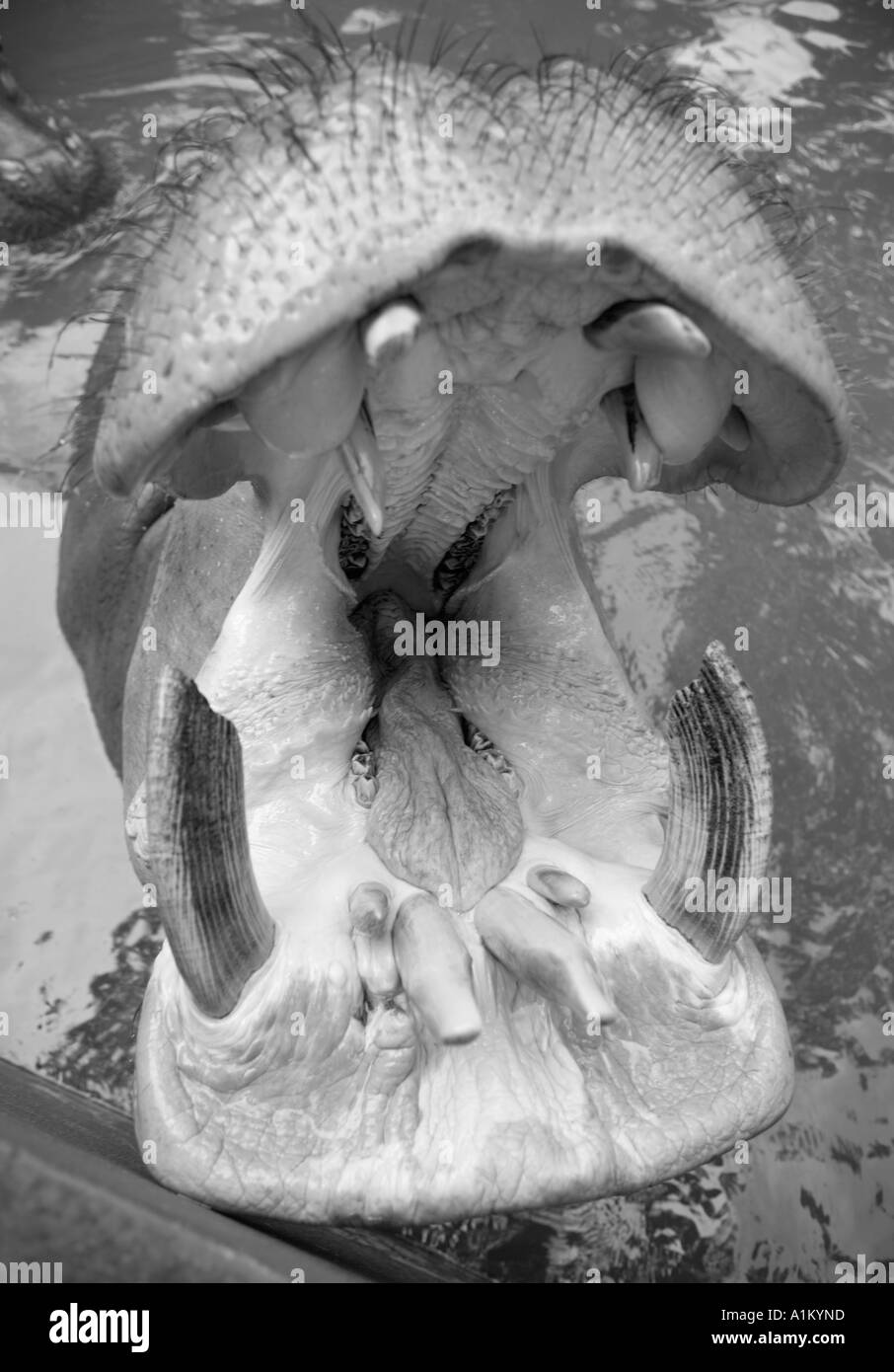 Ippopotamo Chiang Mai Zoo Thailandia Foto Stock