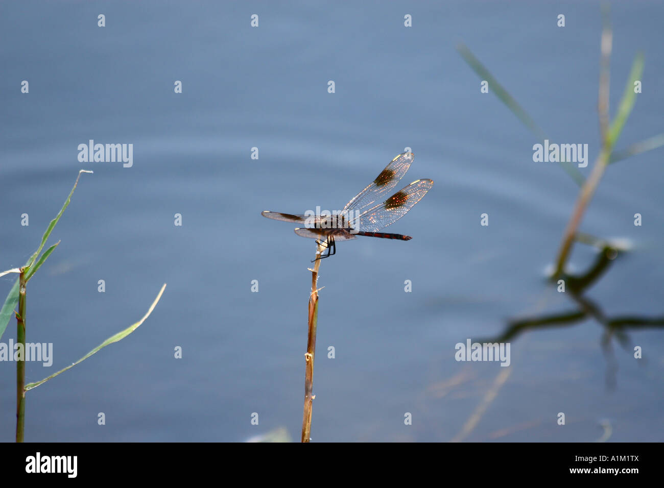 Dragonfly a riposo sul gambo di erba sopra stagno o acqua del lago Foto Stock