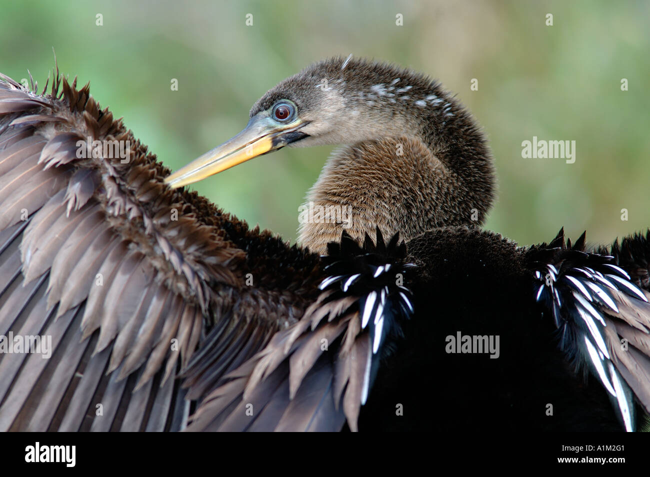 Anhinga Anhinga anhinga appollaiato sul ramo preening piume e asciugatura ali aperte Everglades della Florida USA Foto Stock