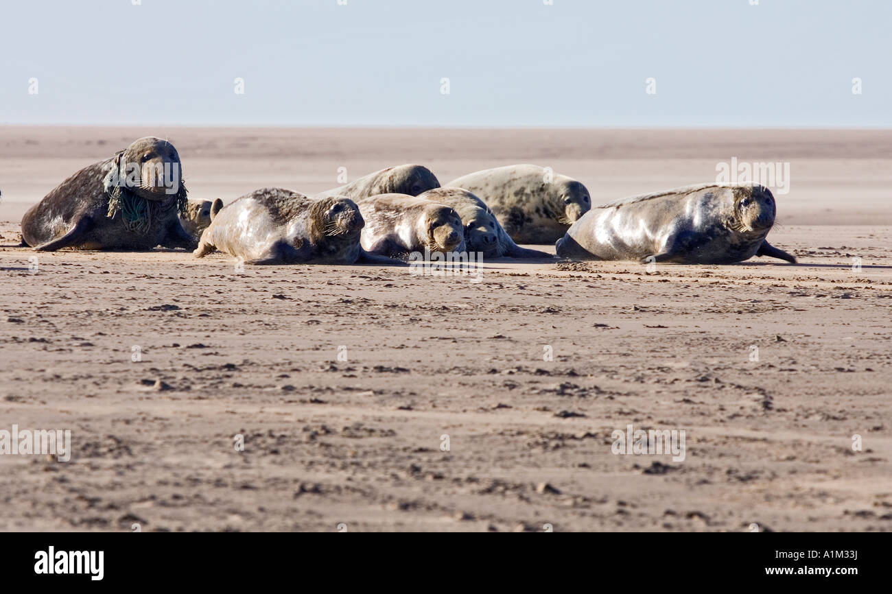 Le foche grigie (Halichoerus grypus) sulla barra di sabbia Donna Nook Lincolnshire Foto Stock