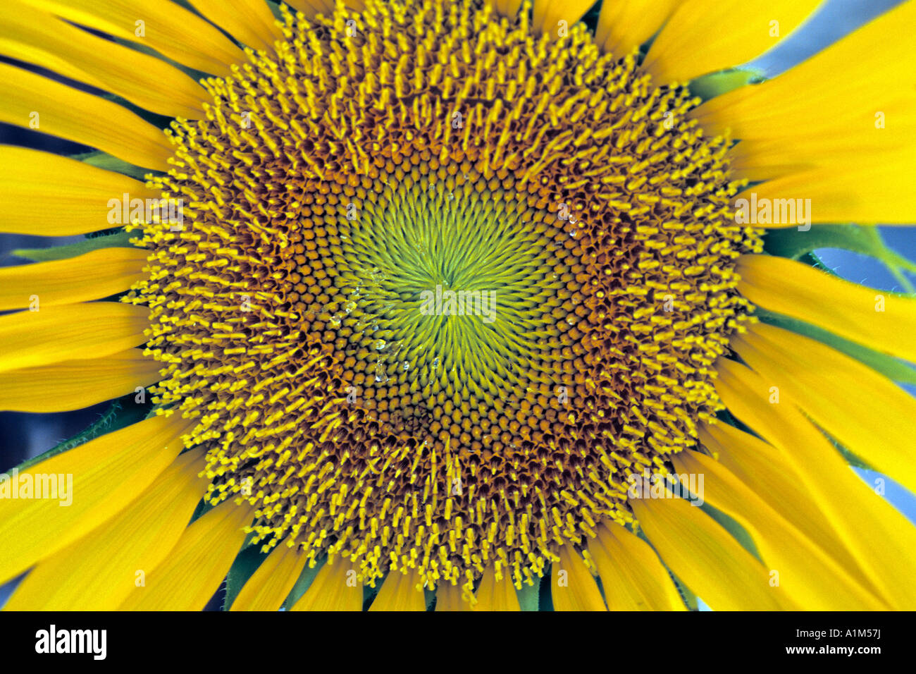 Un girasole bloom che mostra la formazione di semi in un modello radiale. Foto Stock