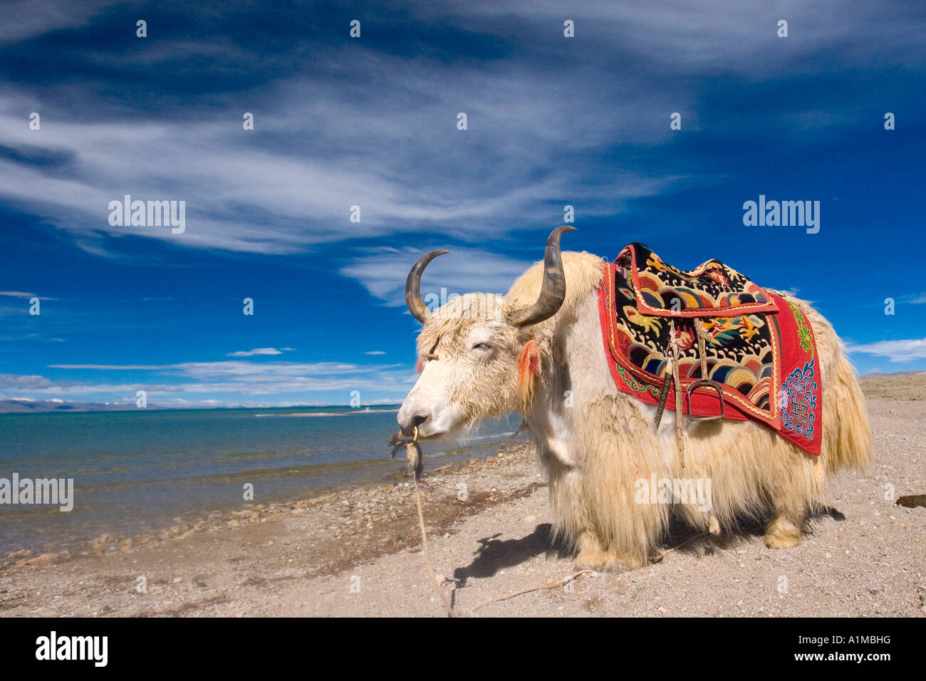 Yak bianco sulla riva del Nam Tso Lake, nel Tibet Centrale Foto Stock