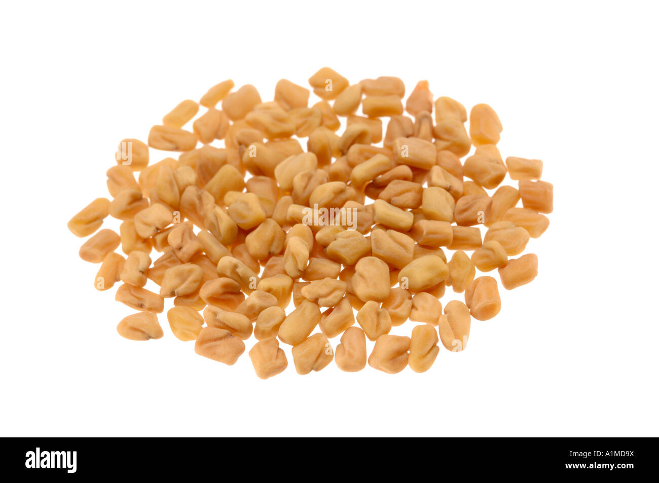 Semi di fieno greco Foto Stock