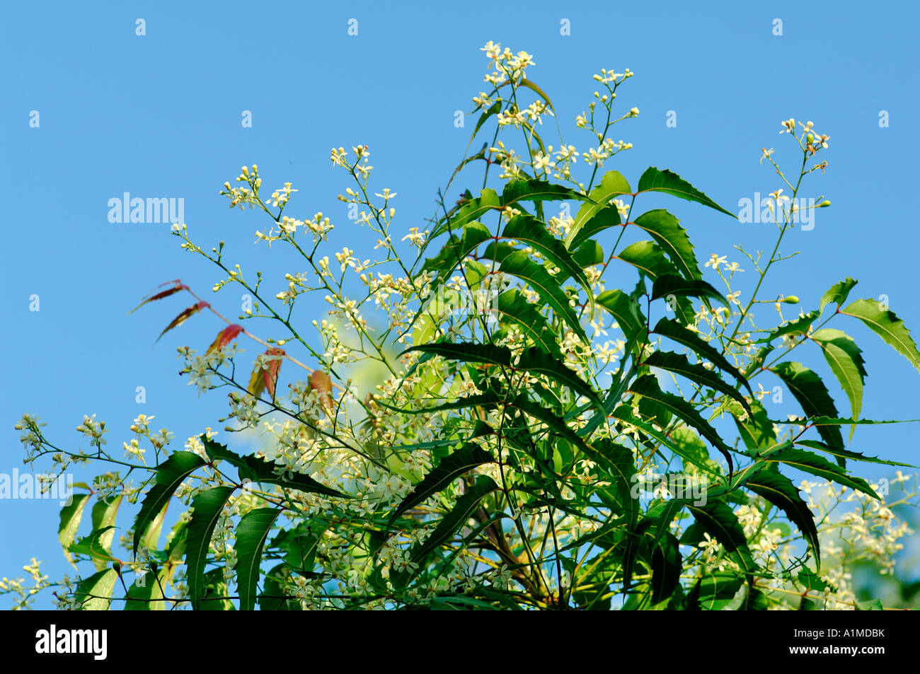 neem tree, nimtree, lilla indiana, indica Azadirachta, Foto Stock