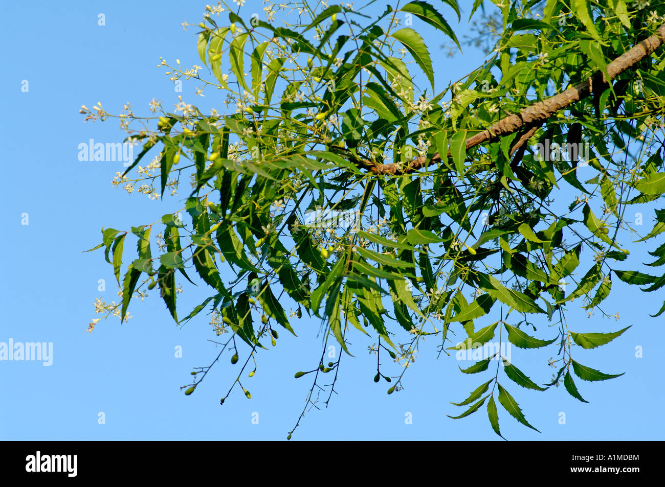 Albero di Neem pianta medicinale foglie verdi Foto Stock