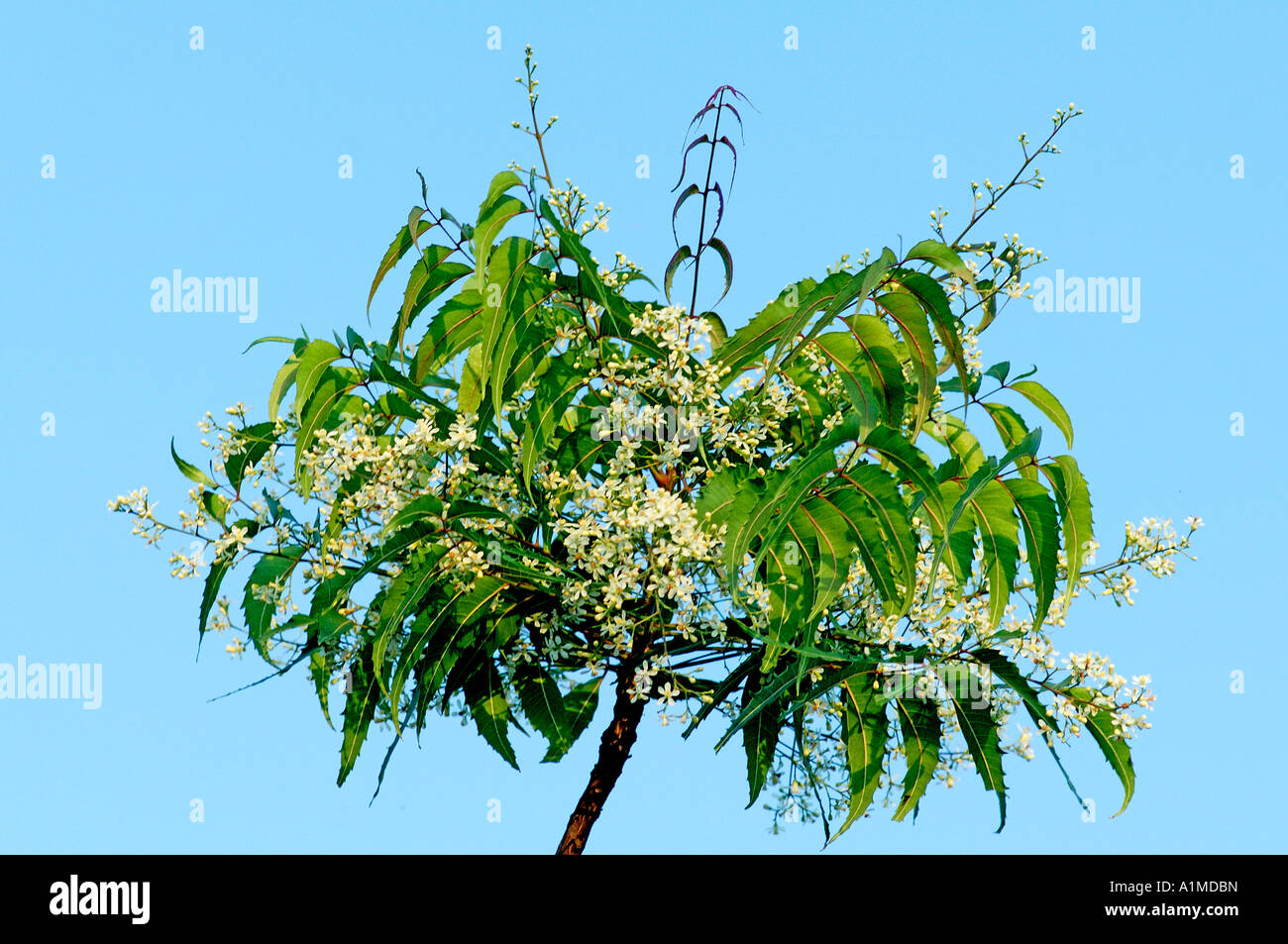 neem tree, nimtree, lilla indiana, indica Azadirachta, Foto Stock