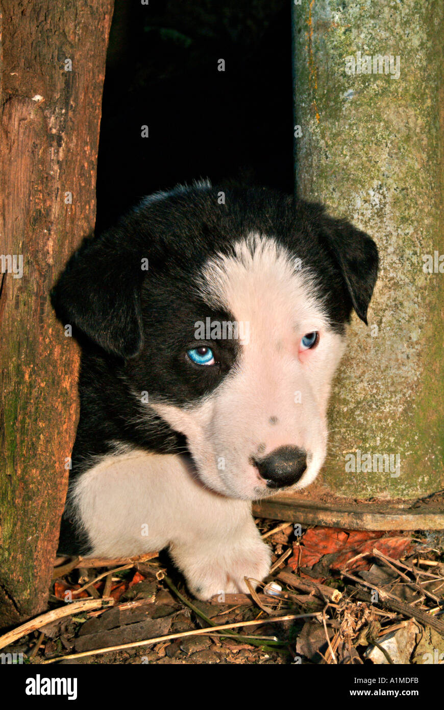 Bianco e nero cucciolo con gli occhi blu Foto Stock