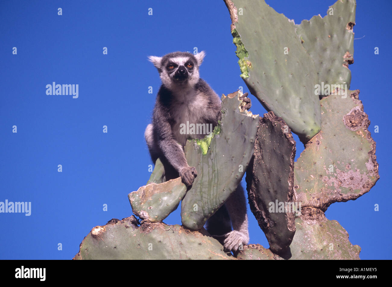 Maschio lemure ringtailed mangiare cactus a riserva Berenty Madagascar Foto Stock