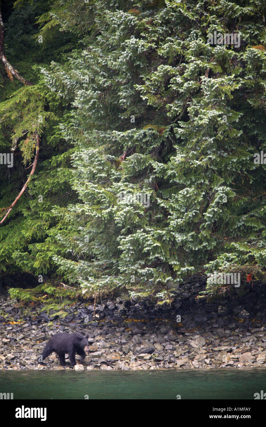 Orso nero sulla spiaggia nella baia di granito di Prince William Sound Chugach National Forest Alaska Foto Stock