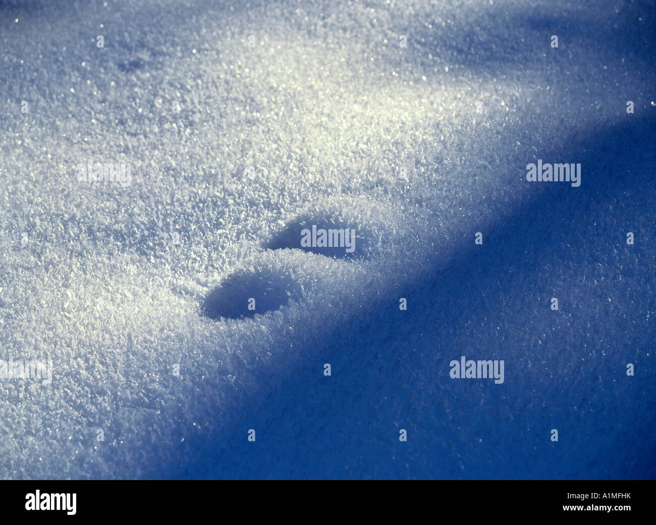 Coperta di neve piccoli abeti tedesco alpes Germania Foto Stock