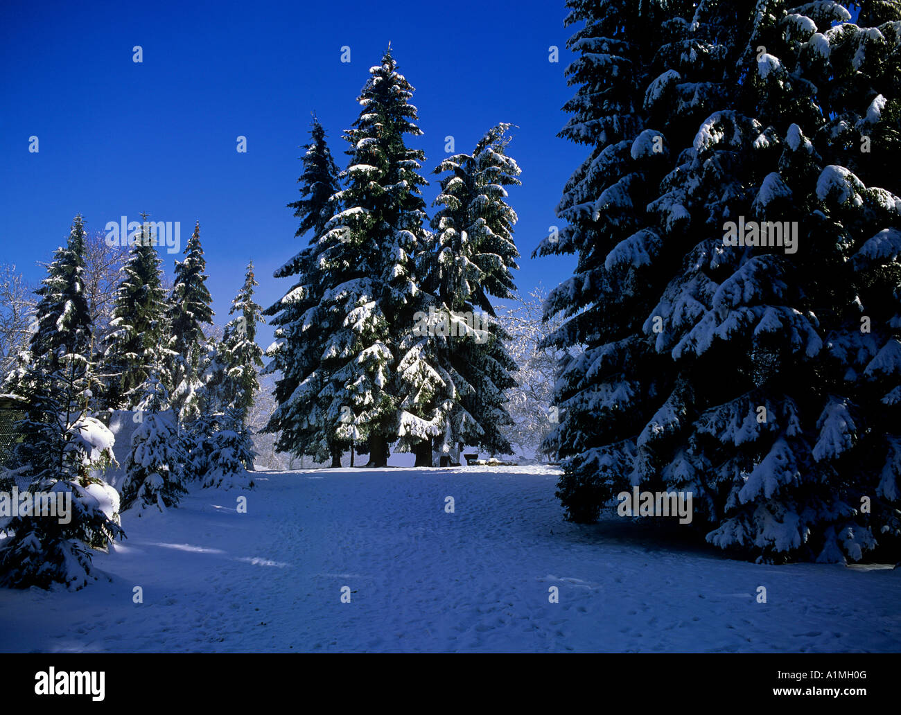 Le impronte sul percorso snowcovered nei giardini pubblici Foto Stock